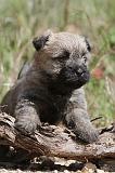CAIRN TERRIER 227